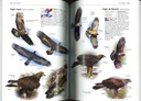 Tous les oiseaux d'Europe - Guide Delachaux