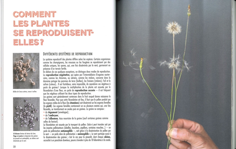 Récolter et semer ses graines potagères