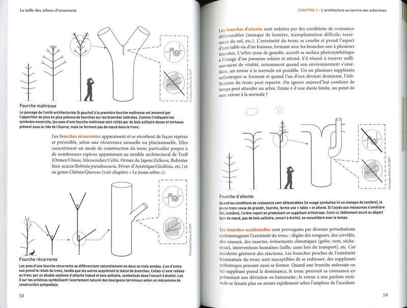 La taille des arbres d'ornement