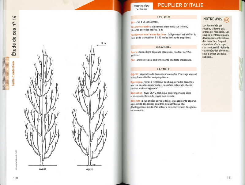 La taille des arbres d'ornement