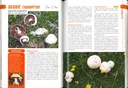 100 Meilleurs Champignons Comestibles