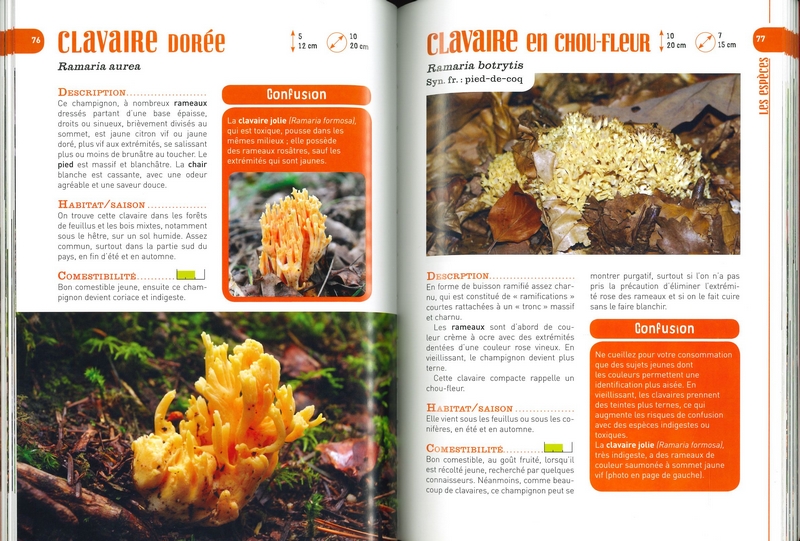 100 Meilleurs Champignons Comestibles