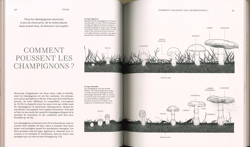 Champignons - sciences, secrets & vertus