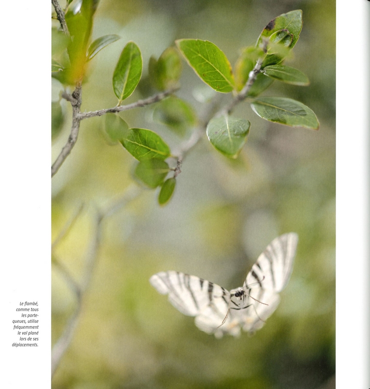 L'effet papillon