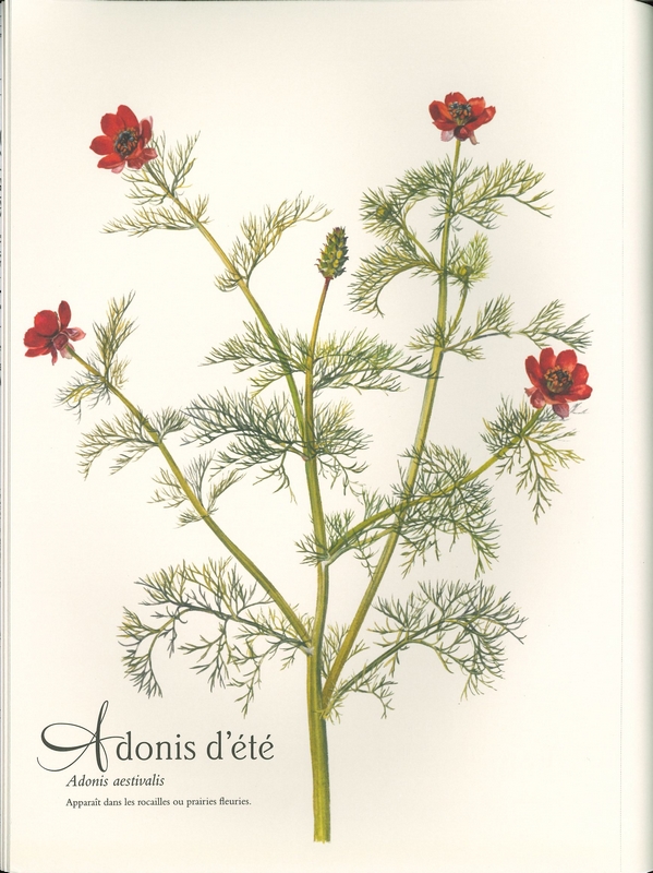 Mon herbier à colorier