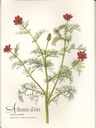 Mon herbier à colorier