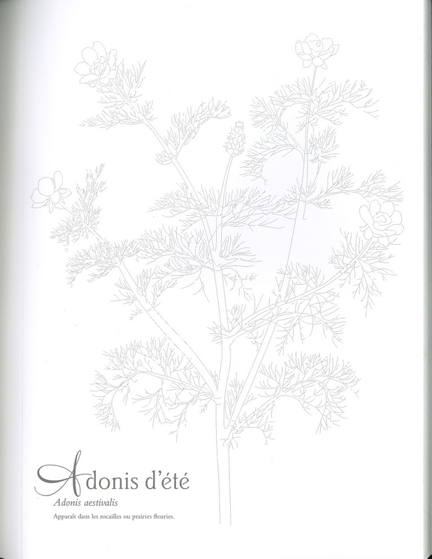 Mon herbier à colorier