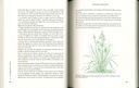 Le potager d'un curieux