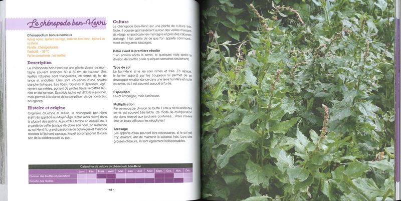 Mon potager en pente