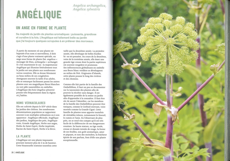 Pouvoirs & bienfaits des racines des plantes sauvages et potagères