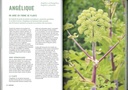 Pouvoirs & bienfaits des racines des plantes sauvages et potagères