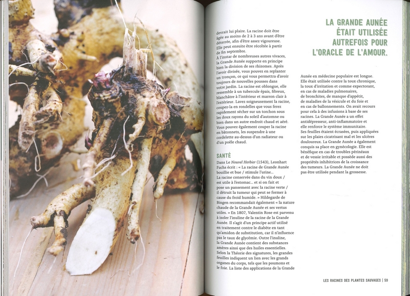 Pouvoirs & bienfaits des racines des plantes sauvages et potagères