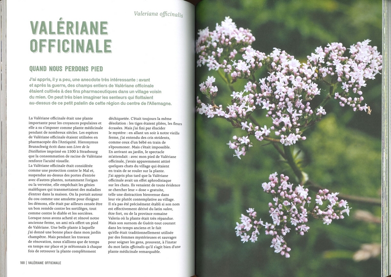 Pouvoirs & bienfaits des racines des plantes sauvages et potagères