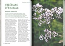 Pouvoirs & bienfaits des racines des plantes sauvages et potagères