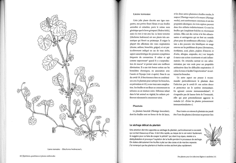 Epidémies, pandémies et plantes médicinales