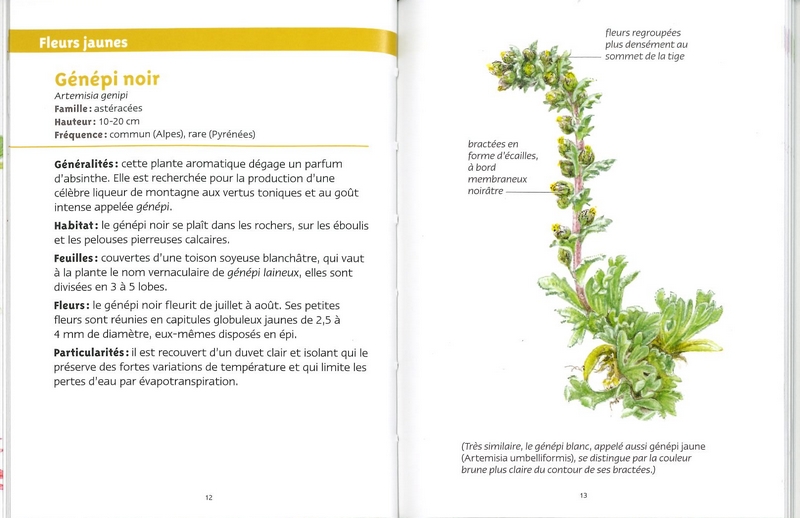 Fleurs des montagnes petits livres de la nature