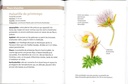 Fleurs des montagnes petits livres de la nature
