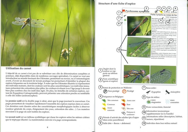 Les libellules - les carnets du naturaliste