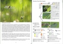 Les libellules - les carnets du naturaliste