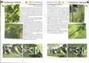 Les libellules - les carnets du naturaliste
