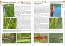 Les libellules - les carnets du naturaliste