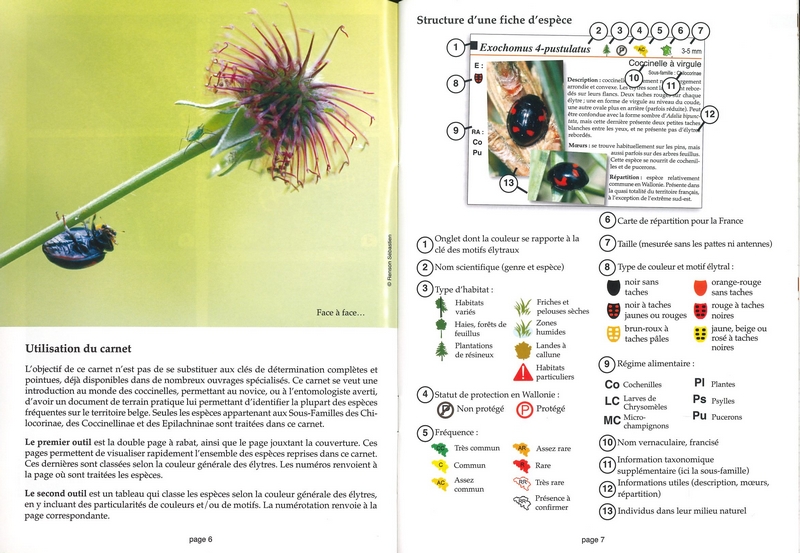 Les coccinelles - les carnets du naturaliste