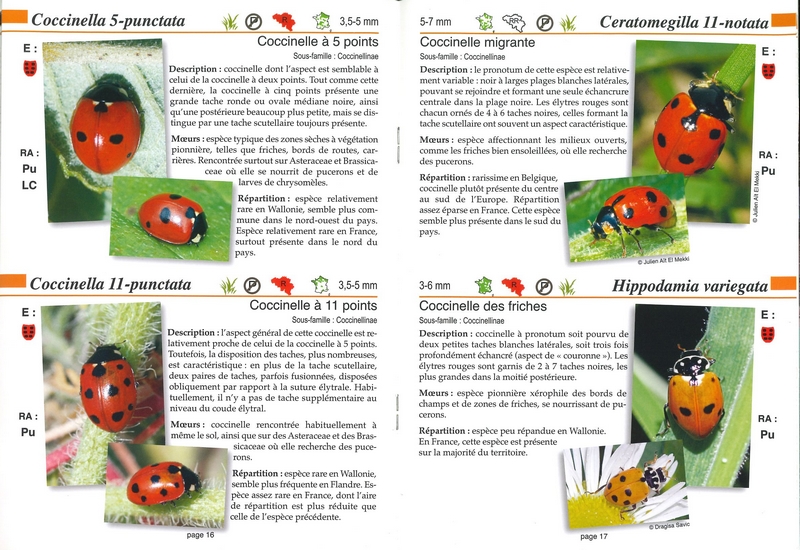 Les coccinelles - les carnets du naturaliste