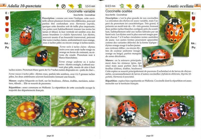 Les coccinelles - les carnets du naturaliste