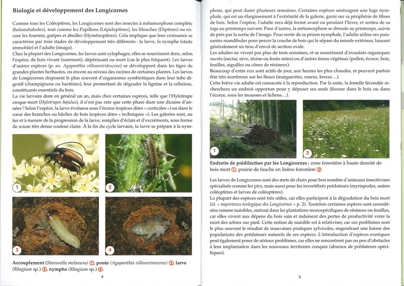 Les longicornes - les carnets du naturaliste