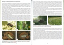 Les longicornes - les carnets du naturaliste