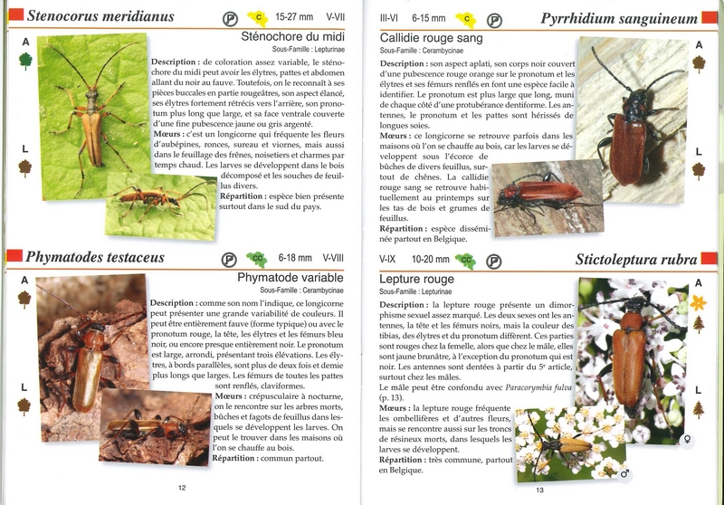 Les longicornes - les carnets du naturaliste
