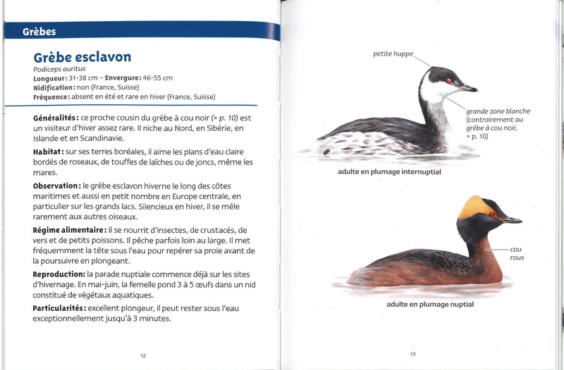 Oiseaux des lacs les petits livres de la nature