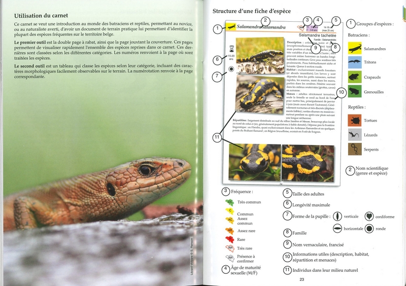 Les batraciens et les reptiles - les carnets du naturaliste