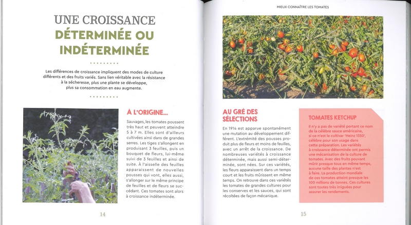 Tomates presque sans eau