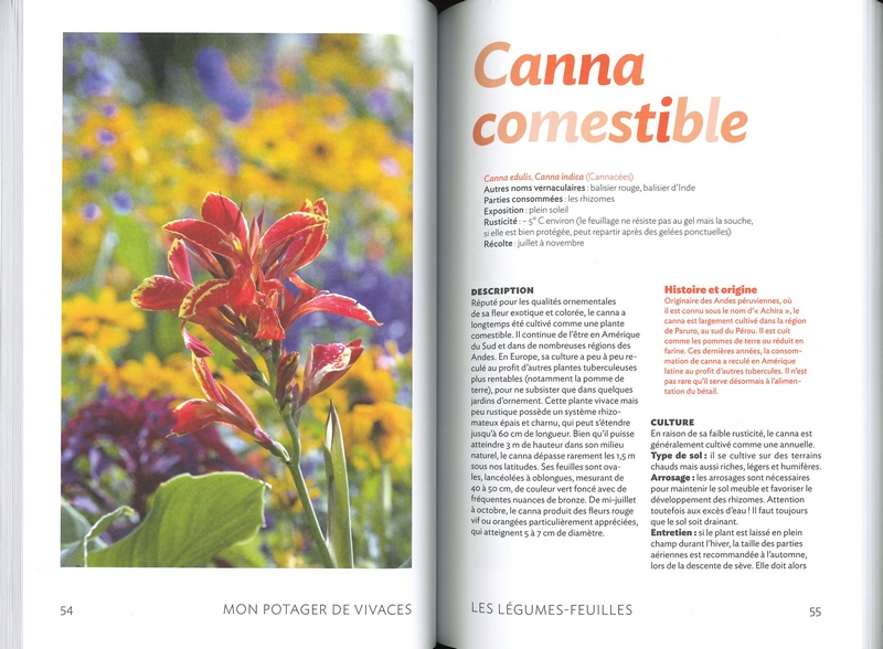 Mon potager de vivaces - nelle édition