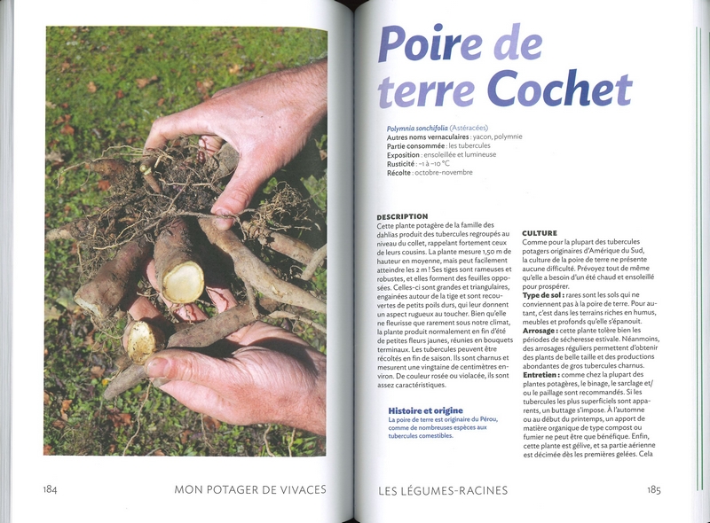 Mon potager de vivaces - nelle édition