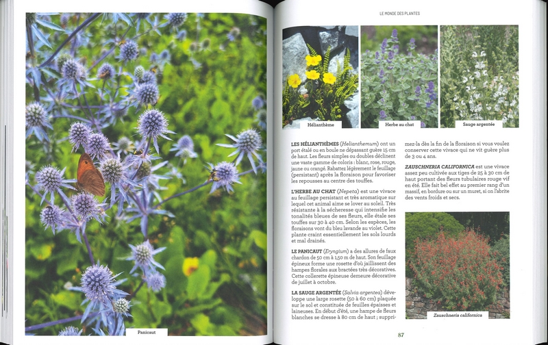 Les increvables au jardin