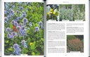 Les increvables au jardin