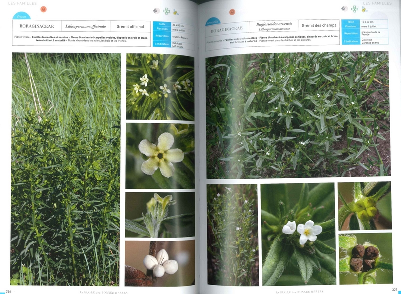 La Flore des bonnes herbes