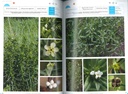 La Flore des bonnes herbes