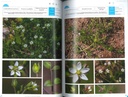 La Flore des bonnes herbes