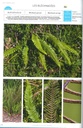 La Flore des bonnes herbes