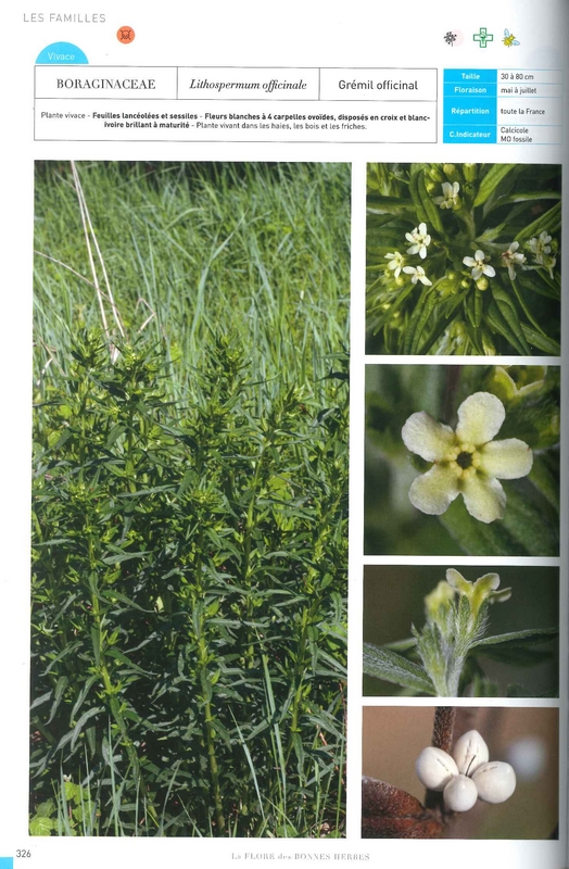 La Flore des bonnes herbes
