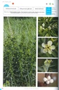 La Flore des bonnes herbes