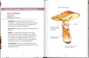 Champignons des forêts les petits livres de la nature