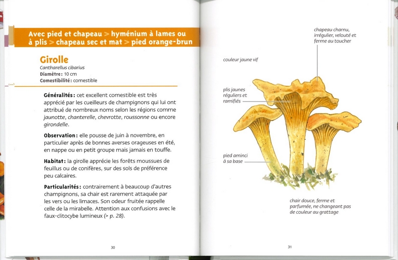 Champignons des forêts les petits livres de la nature