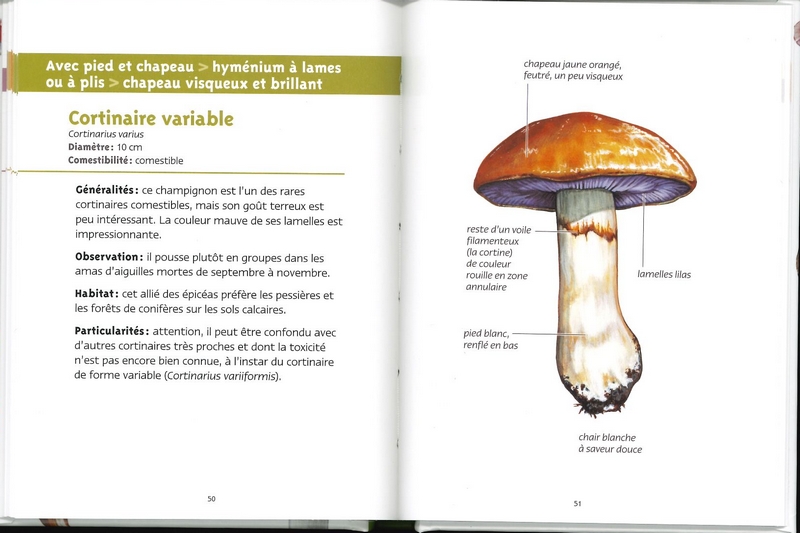 Champignons des forêts les petits livres de la nature