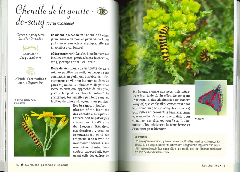 A la découverte des insectes