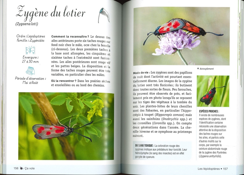 A la découverte des insectes
