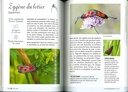 A la découverte des insectes